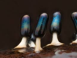 Attēlu rezultāti vaicājumam “Diachea leucopodia stalked”