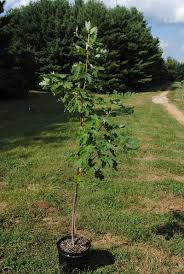 Attēlu rezultāti vaicājumam “Acer saccharinum”