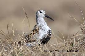 Attēlu rezultāti vaicājumam “Calidris alpina”