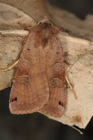 Attēlu rezultāti vaicājumam “Xestia baja”