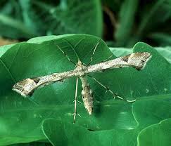 Attēlu rezultāti vaicājumam “Platyptilia tesseradactyla”