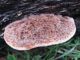 Attēlu rezultāti vaicājumam “Postia”