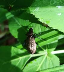 Attēlu rezultāti vaicājumam “Carabus granulatus”