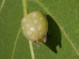 Attēlu rezultāti vaicājumam “Halyzia sedecimguttata”