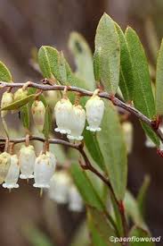 Attēlu rezultāti vaicājumam “Chamaedaphne calyculata”