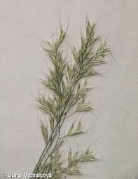 Attēlu rezultāti vaicājumam “Helictotrichon pratense”