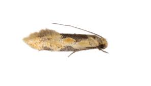 Attēlu rezultāti vaicājumam “Tineidae”