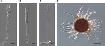 Attēlu rezultāti vaicājumam “Erysiphe galeopsidis”