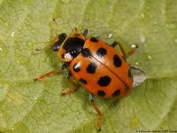 Attēlu rezultāti vaicājumam “Hippodamia tredecimpunctata”