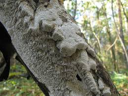 Attēlu rezultāti vaicājumam “Antrodia sinuosa”