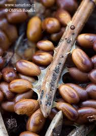 Attēlu rezultāti vaicājumam “Leocarpus fragilis”