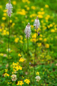 Attēlu rezultāti vaicājumam “Plantaginaceae”