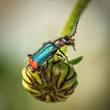 Attēlu rezultāti vaicājumam “Malachius bipustulatus”