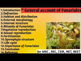 Attēlu rezultāti vaicājumam “Funariales”