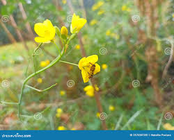 Attēlu rezultāti vaicājumam “Diplotaxis muralis flower”