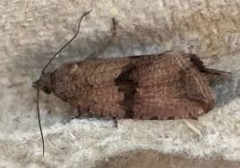 Attēlu rezultāti vaicājumam “Celypha striana”