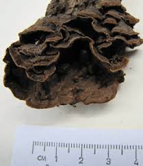 Attēlu rezultāti vaicājumam “Junghuhnia pseudozilingiana”