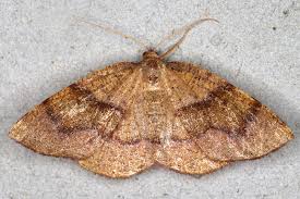 Attēlu rezultāti vaicājumam “Plagodis pulveraria”