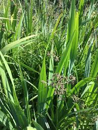 Attēlu rezultāti vaicājumam “Scirpus sylvaticus bud”