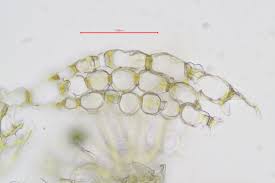 Attēlu rezultāti vaicājumam “Sphagnum teres”