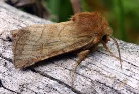 Attēlu rezultāti vaicājumam “Eriopygodes imbecilla”