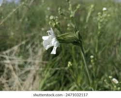 Attēlu rezultāti vaicājumam “Silene latifolia subsp. alba”