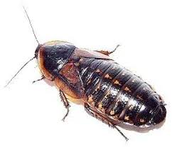 Attēlu rezultāti vaicājumam “Badhamia dubia macro”