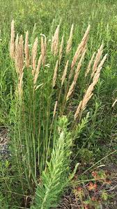 Attēlu rezultāti vaicājumam “Calamagrostis epigeios”