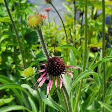 Image result for Echinacea pallida