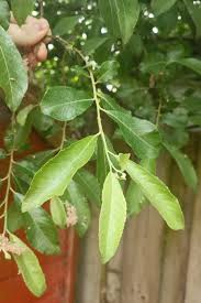 Attēlu rezultāti vaicājumam “Salix cinerea leaf”