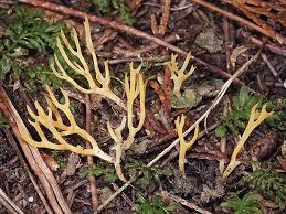 Attēlu rezultāti vaicājumam “Ramariopsis crocea”