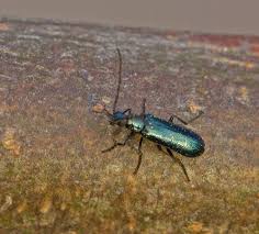 Attēlu rezultāti vaicājumam “Dasytes caeruleus”