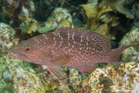 Image result for Mycteroperca microlepis