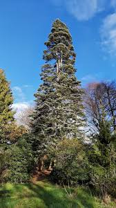 Attēlu rezultāti vaicājumam “Abies veitchii”