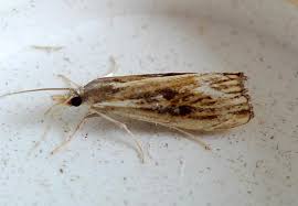 Attēlu rezultāti vaicājumam “Catoptria verellus”