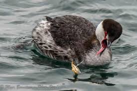 Image result for Podiceps auritus