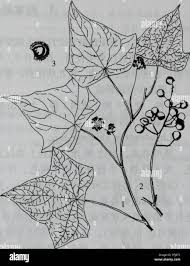 Attēlu rezultāti vaicājumam “Menispermum dauricum leaf”