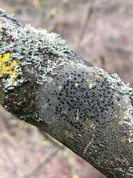 Attēlu rezultāti vaicājumam “Lecidella elaeochroma”