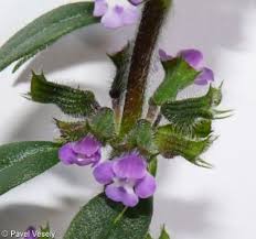 Attēlu rezultāti vaicājumam “Acinos arvensis flower”