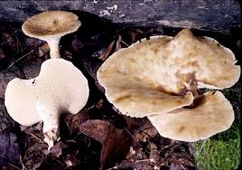 Attēlu rezultāti vaicājumam “Polyporus”