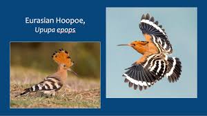 Attēlu rezultāti vaicājumam “Upupa epops”