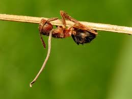 Attēlu rezultāti vaicājumam “Cordyceps”
