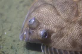 Image result for Pseudopleuronectes americanus