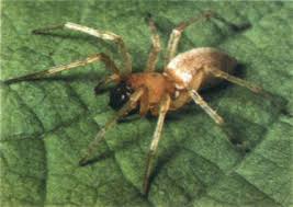 Attēlu rezultāti vaicājumam “Cheiracanthium sp. male”