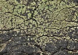 Attēlu rezultāti vaicājumam “Trapeliopsis flexuosa”