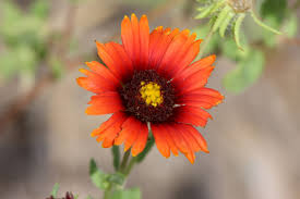 Image result for Gaillardia amblyodon