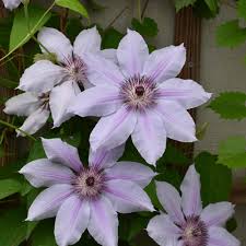 Attēlu rezultāti vaicājumam “Clematis”