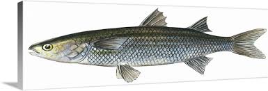 Image result for Mugil cephalus