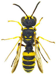 Attēlu rezultāti vaicājumam “Cerceris arenaria”