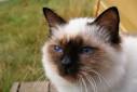 Birman - Cat Facts
